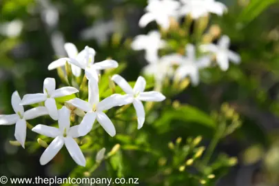 jasminum-azoricum-9