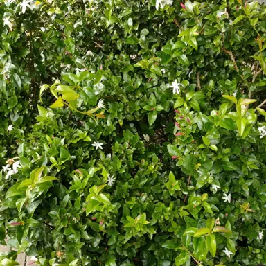 Jasminum 'Southern Stars' plant with white flowers.