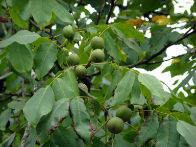 juglans-regia-