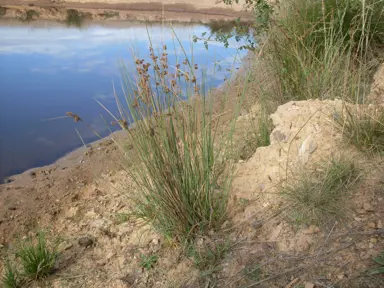 Juncus australis plant.