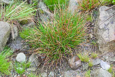 juncus-caespiticius-