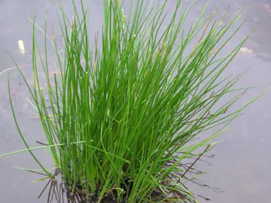 Juncus effusus plants growing in water.