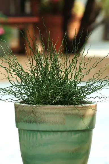 juncus-effusus-spiralis-3