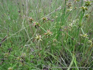 juncus-holoschoenus-