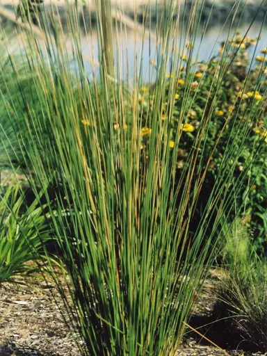 juncus-usitatus-