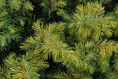 juniperus-all-gold--1