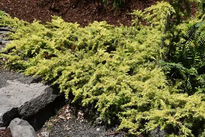 Juniperus 'Aorangi Gold' plant.