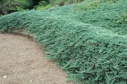 Juniperus 'Bar Harbor' plant.