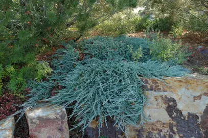 Juniperus 'Blue Chip' plant.