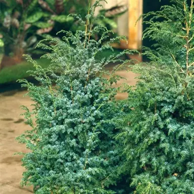 Juniperus chinensis 'Blue Alps' plant.