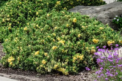 Juniperus chinensis 'Expansa Variegata' plant.