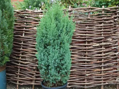 juniperus-chinensis-pyramidalis-