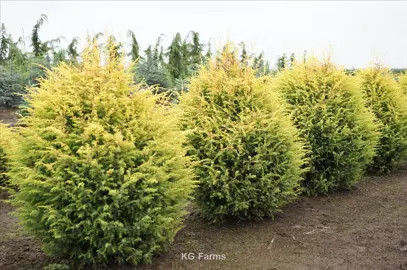 juniperus-gold-cone-