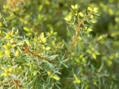 juniperus-gold-cone-1