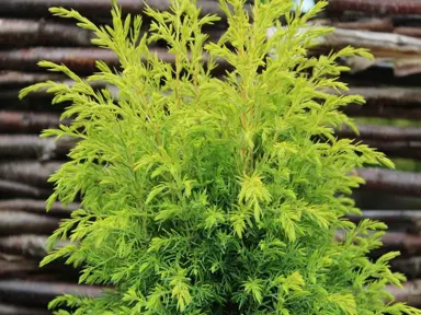 juniperus-gold-cone-2