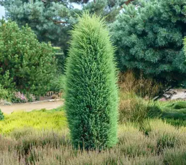 Juniperus communis Hibernica plant.