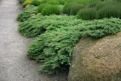 Juniperus communis Hornibrookii plant.