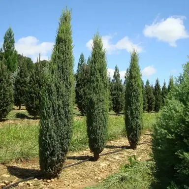 Juniperus communis Suecica Nana plant.