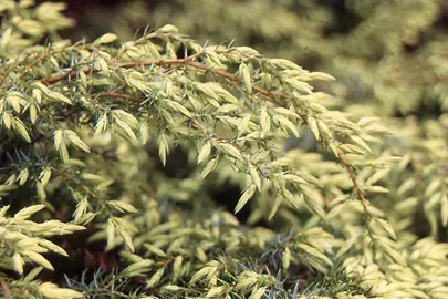 juniperus-depressa-aurea--1