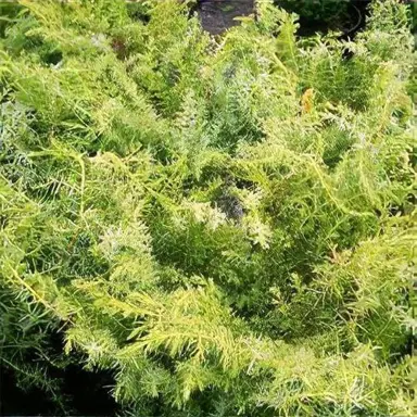 Juniperus 'Depressed Star' plant.