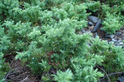 Juniperus 'Emerald Ruffles' plant.