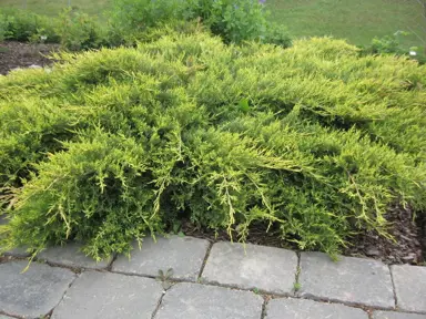 Juniperus 'Gold Coast' plant.