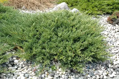 Juniperus horizontalis Plumosa plant.