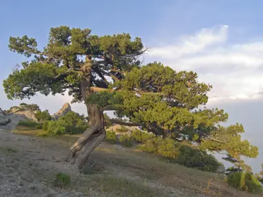 Juniperus japonica tree.