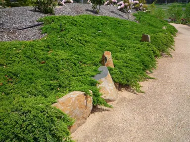 Juniperus Lutchuensis plant.