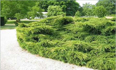 Juniperus 'Mint Julep' plant.