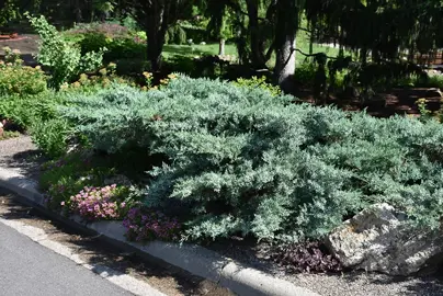 Juniperus pfitzeriana glauca plant.