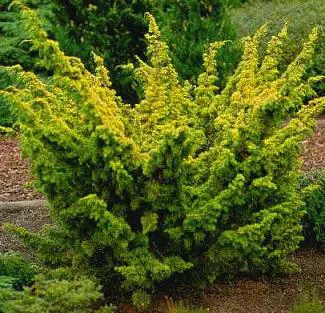 Juniperus plumosa Aurea plant.