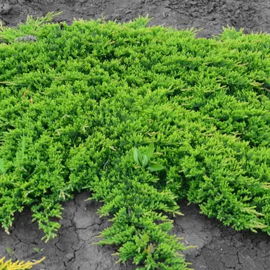 Juniperus 'Prince Of Wales' plant.