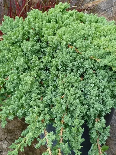 Juniperus procumbens plant.