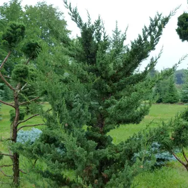 Juniperus Robusta Green plant.