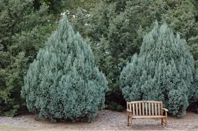 Juniperus scopulorum 'Gray Gleam' plant.