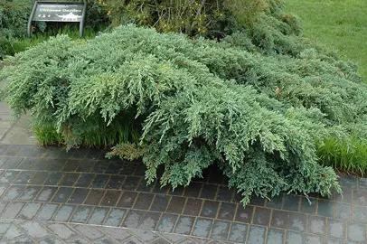 Juniperus squamata 'Blue Carpet' plant.