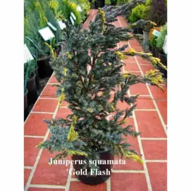 Juniperus squamata 'Gold Flash' plant.