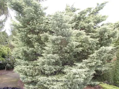 Juniperus 'Sulphur Spray' plant.