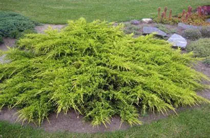 Juniperus Winter Gold ground cover plant with yellow foliage.