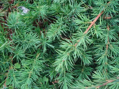 juniperus-conferta-