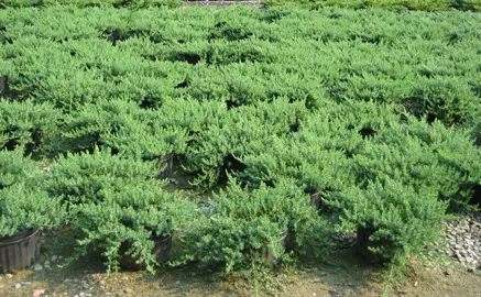 juniperus-conferta-2