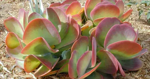 kalanchoe-paddle-pop-