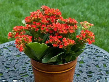 Kalanchoe Red plant with red flowers.