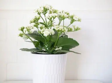 kalanchoe-white-