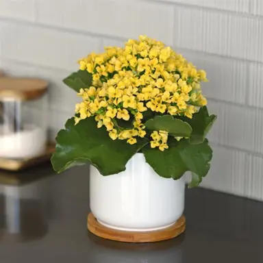 kalanchoe-yellow-