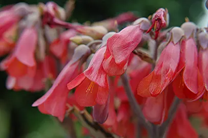 kalanchoe-freedom-bells-1