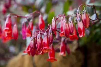 kalanchoe-freedom-bells-2