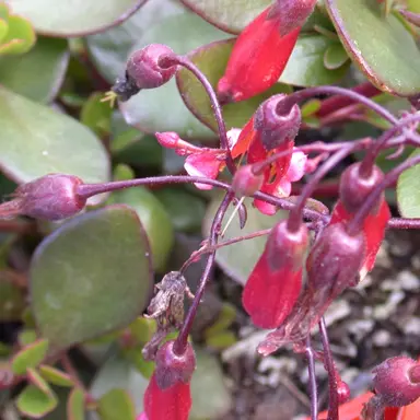 kalanchoe-freedom-bells-4