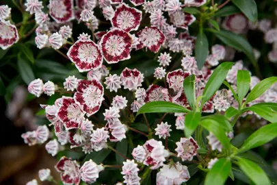 kalmia-minuet-